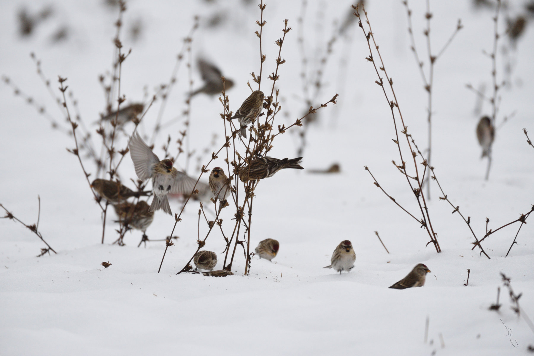 Animals & Botanicals