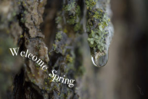 Welcome Spring