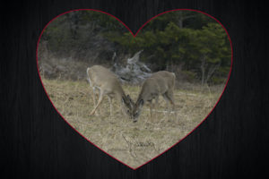 JD44873 DEER Heart copy 96dpi