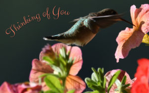 Thinking of You Hummingbird