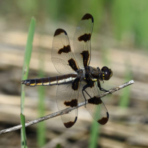 Dragonfly_1