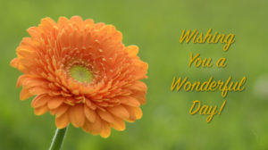 Wishing you a wonderful day orange daisy_1