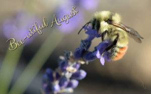 Bee-utiful August